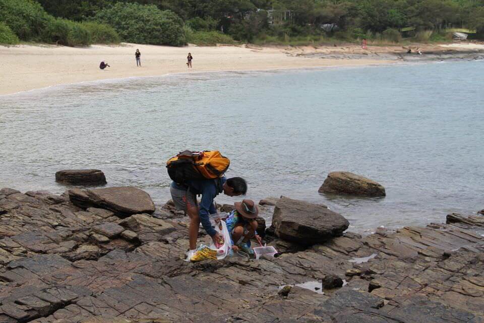 海の生き物観察